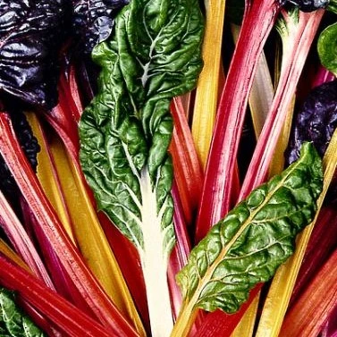 Poirée bette Bright Lights - 3 g