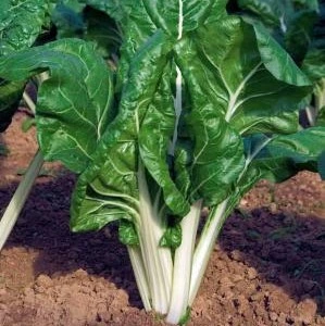 Poirée bette Verte à carde blanche - 10 g