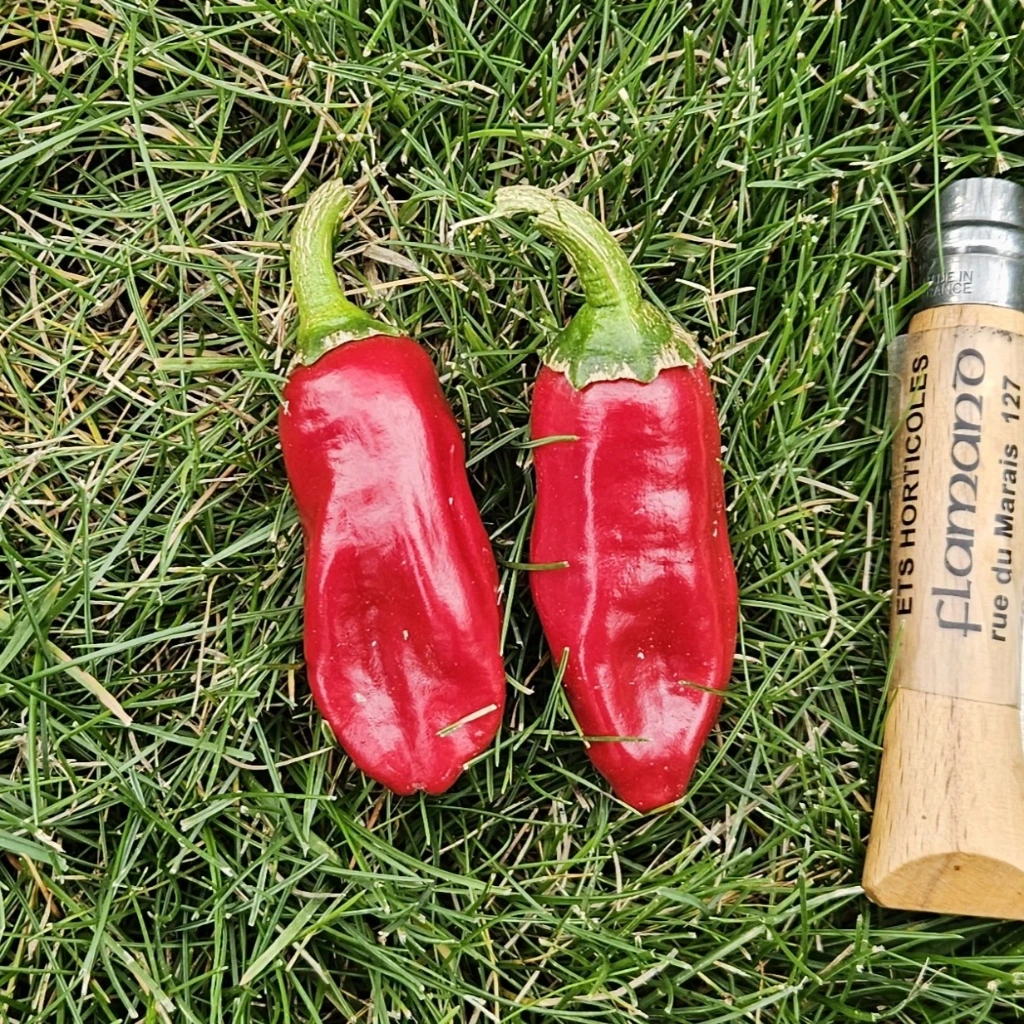 Piment fort de la Bresse - 15 graines