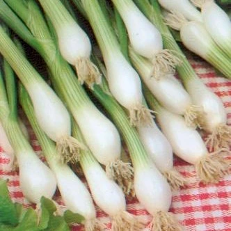 Oignon pour salades de Lisbonne Lida - 8 g