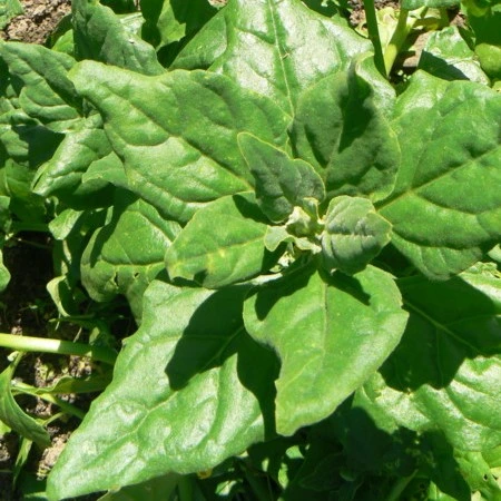 Tétragone cornue 
Epinard de Nouvelle-Zélande - 4 g