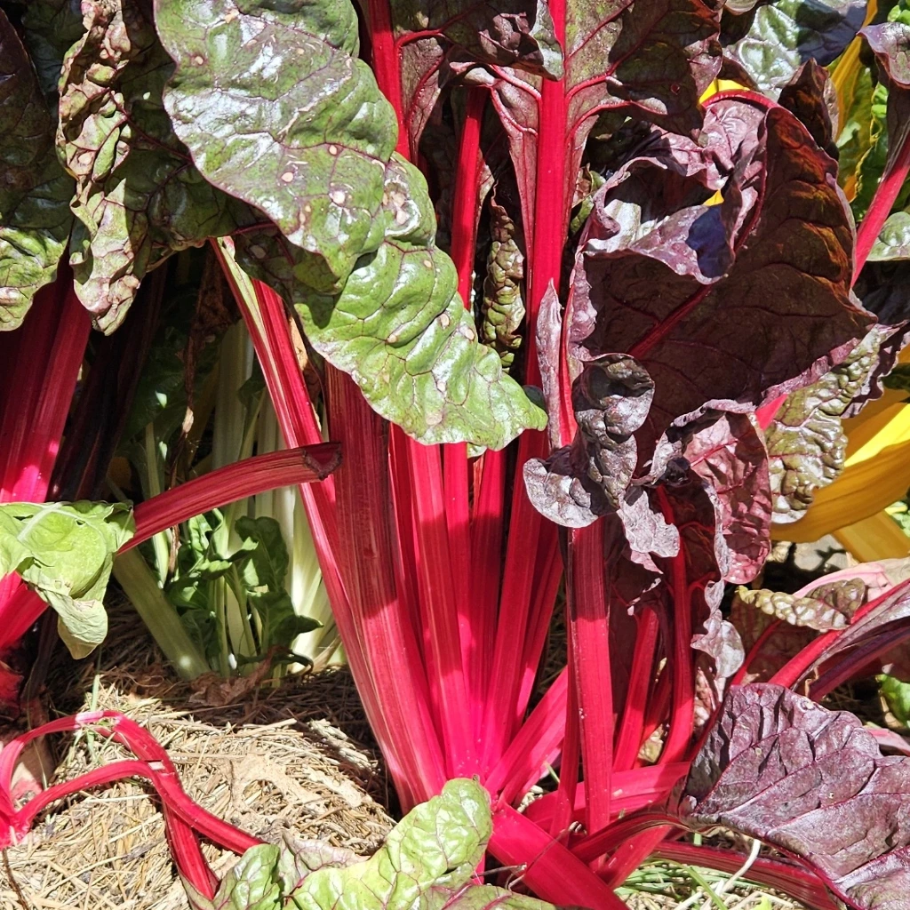 Poirée bette à cardes rouges - 4 g