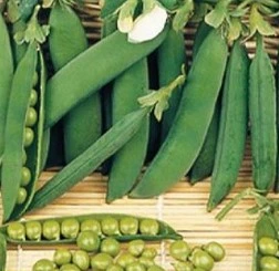 Pois nain Eminent - 125 g