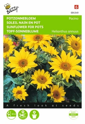 Soleil-Tounesol nain Pacino - 0,75 g