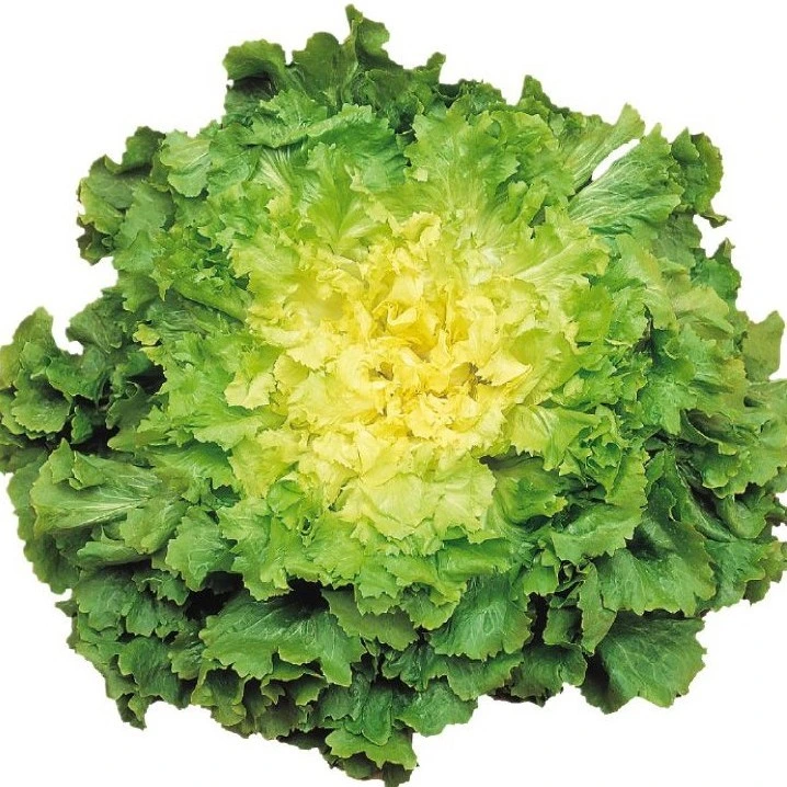 [S15208] Chicorée scarole Margot, géante maraîchère - 2 g