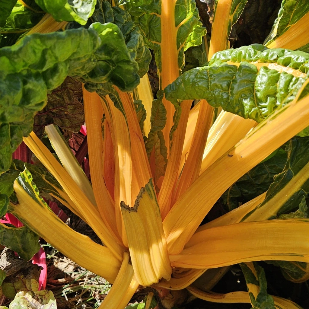 Poirée bette Bright Yellow - 1 g