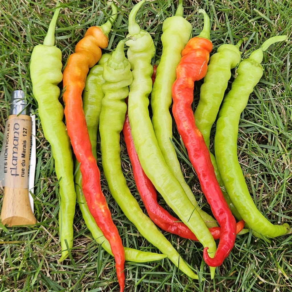 Piment doux Lombardo - 15 graines