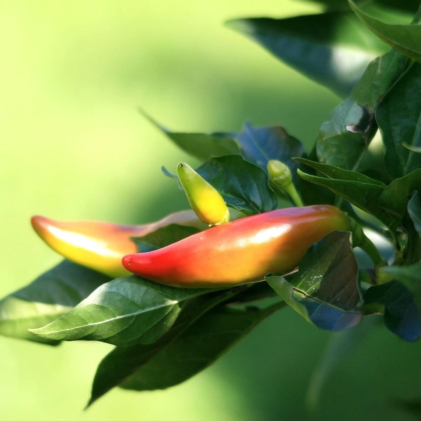 Piment fort Calico - 15 graines