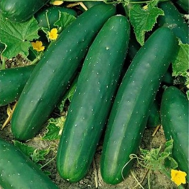 [S31100] Concombre Marketmore - 10 graines