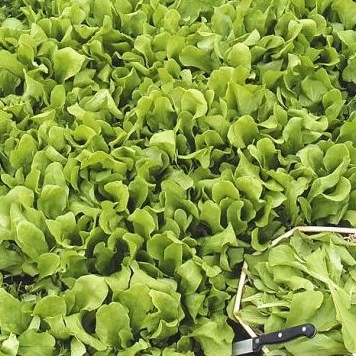 [S18600] Chicorée italienne zuccherina di Trieste - 4 g