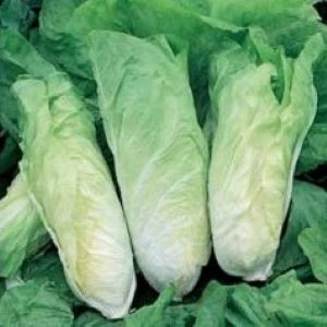 [S19215] Chicorée sauvage Pain de Sucre Elmo - 3 g