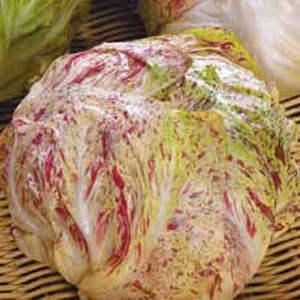 [S18589] Chicorée italienne Variegata di Lusia Adige Medio - 50 gr. Enrobées