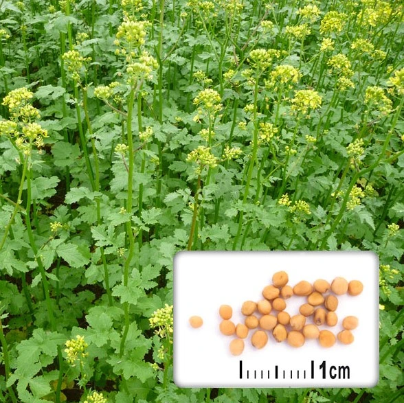 Moutarde nématicide - 1 kg