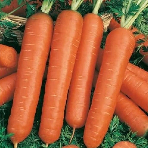 [S11460] Carotte longue obtuse de Berlicum - 10 g