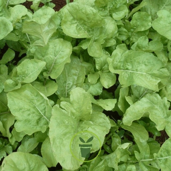 Roquette cultivée - 5 g