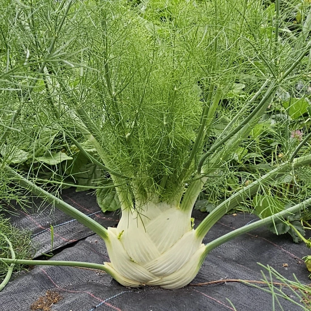 [S39070] Fenouil rave Zefa Fino - 50 graines