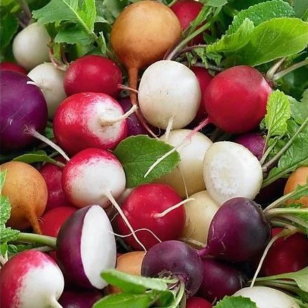 Radis Variétés rondes mélangées - 5 g