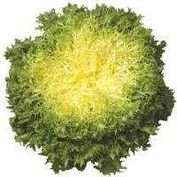 [S16159] Chicorée endive Frisée Frisola - Gr. enrobées - 50 gr. Enrobées