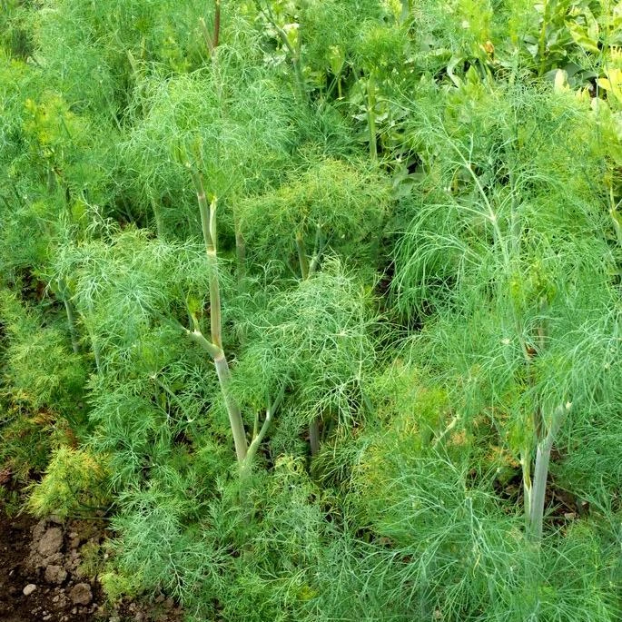 [S80020] Fenouil Aneth - 5 g