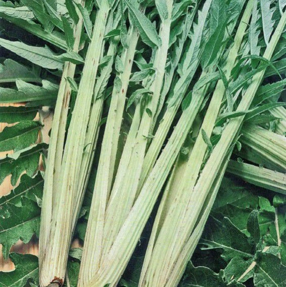 [S10010] Cardon Plein blanc inerme race Blanco - 20 graines