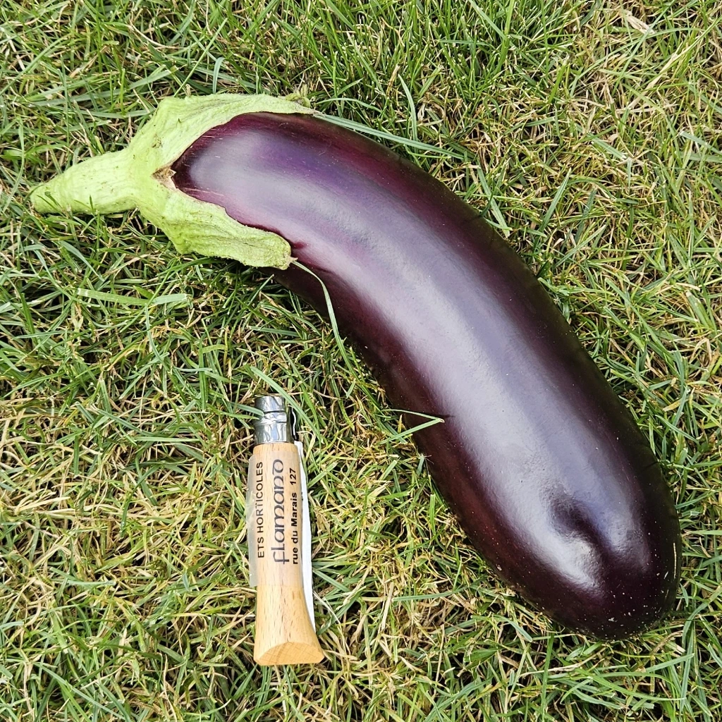 [S06022] Aubergine Baluroi F1 - 15 graines