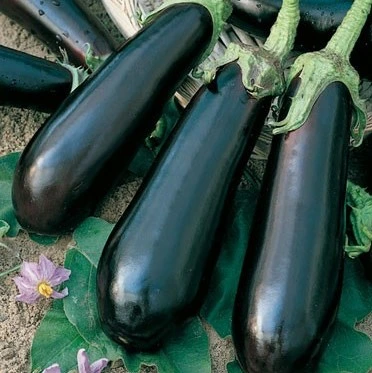 Aubergine Baluroi F1 - 15 graines