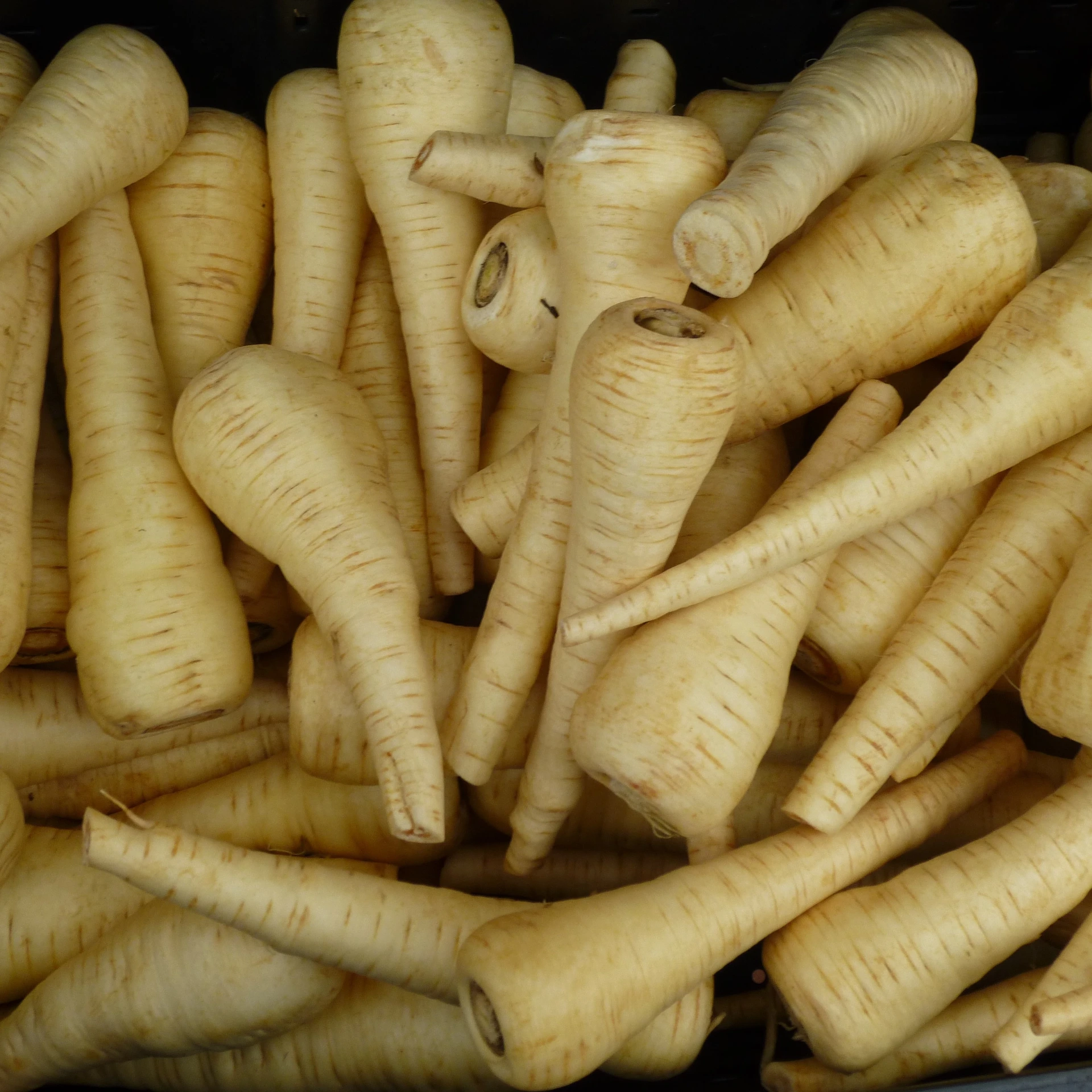 Panais Gladiator F1 - 200 graines