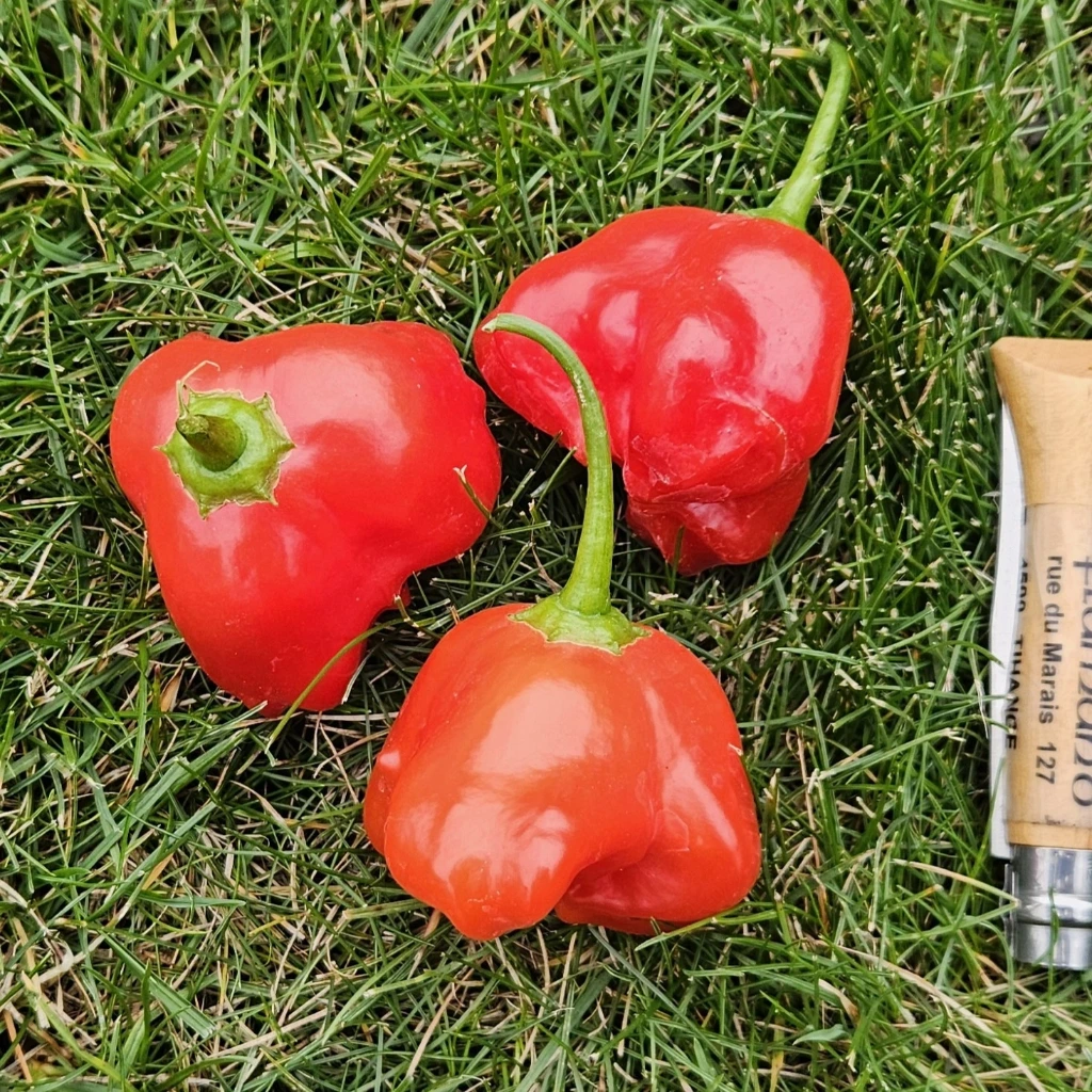 Piment fort Cambuci - 15 graines