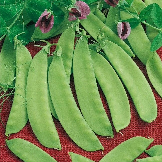 Pois mangetout Norli - 100 g