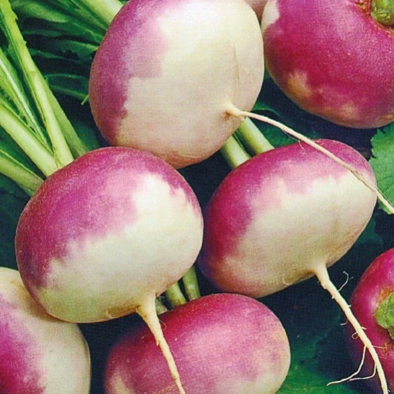 Navet rouge plat de Milan - 10 g