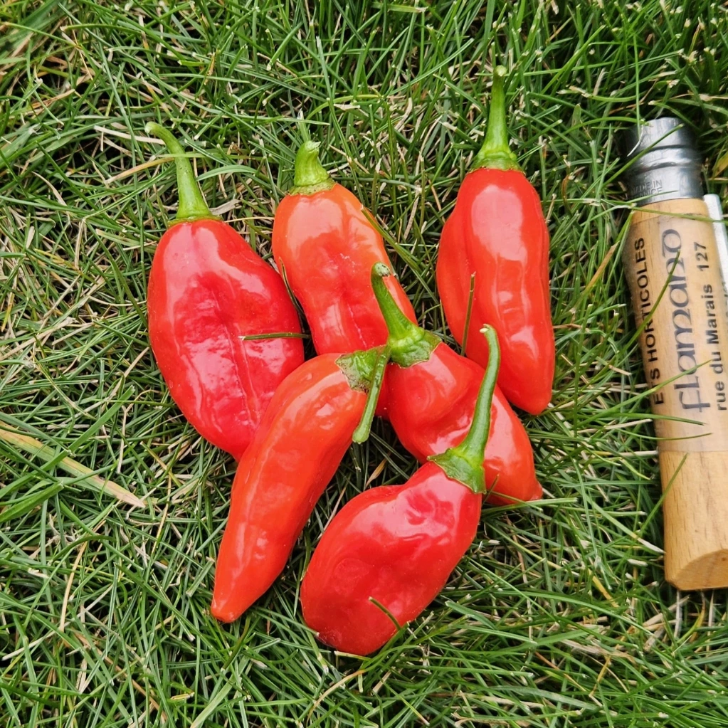 Piment doux Végétarien - 15 graines
