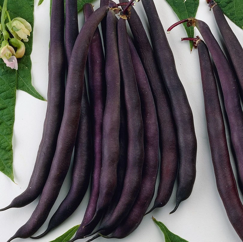 Haricot nain sans fils Purple Queen - 100 g