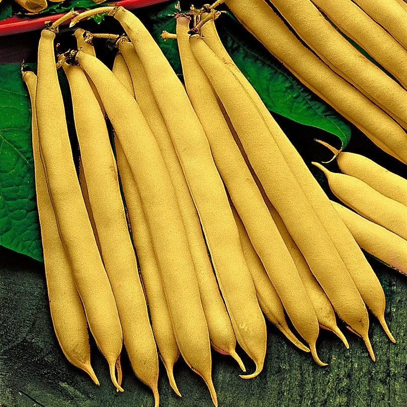 [S44770] Haricot nain beurré Roi des beurres - 100 g