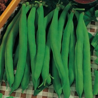 [S44863] Haricot nain sans fils Hâtif du Limbourg - Saxa - 100 g