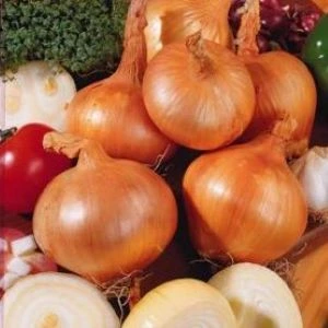 Oignon jaune de Rijnsburger - 5 g