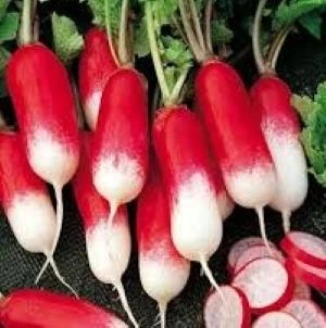 [S68330] Radis demi long Flamboyant - 10 g