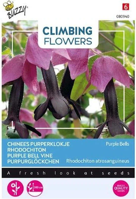 [B80940] Rhodochiton Purple Bells - 10 graines
