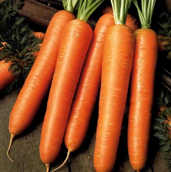 Carotte demi-longue Flyaway F1 - 750 graines