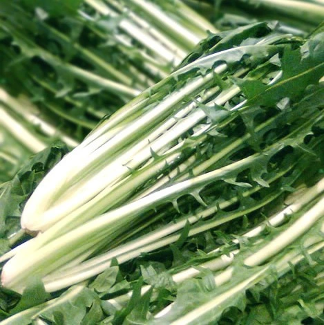 [S18510] Chicorée italienne de Catalogne Pugliese - 4 g