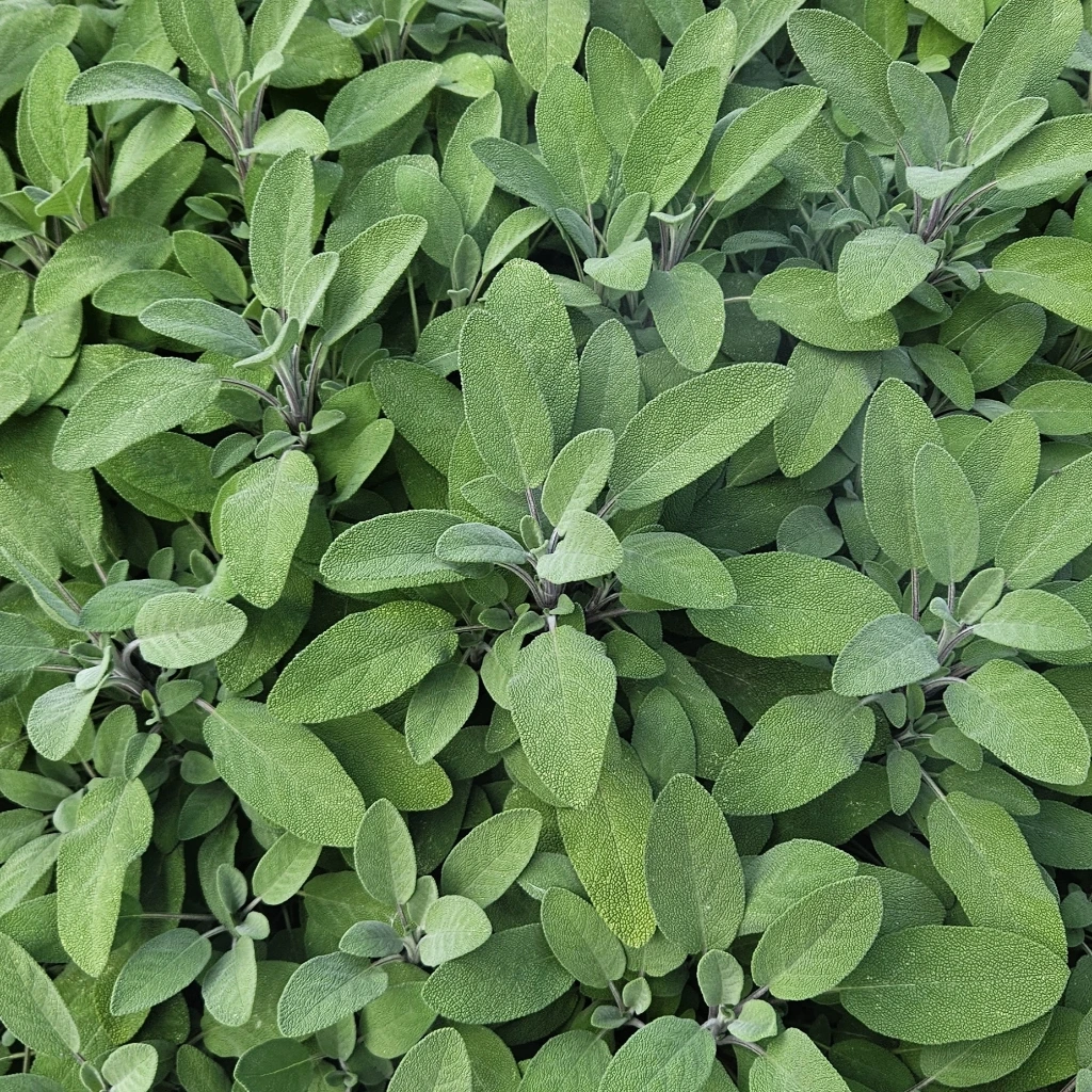 [H1190] Sauge officinale - 1 g