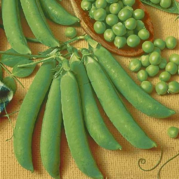 Pois nain Merveille de Kelvedon - 125 g