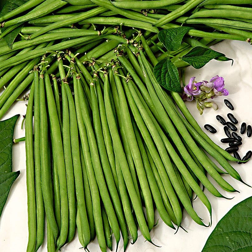 [S44899] Haricot nain sans fils Nautica - 275 graines