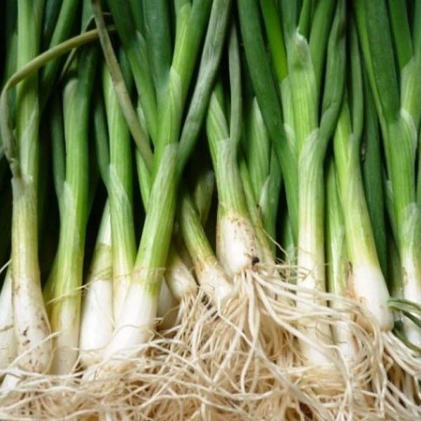 Oignon pour salades Ishikura, à fût de poireau, cébette - 5 g