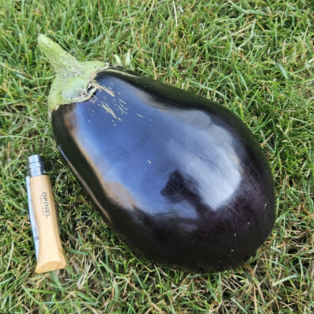 [S06024] Aubergine Bonica F1 - 15 graines