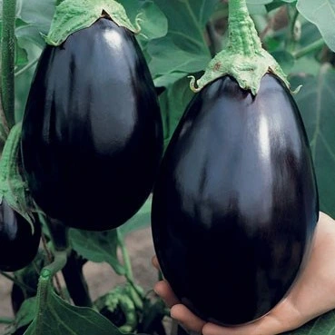 Aubergine Bonica F1 - 15 graines