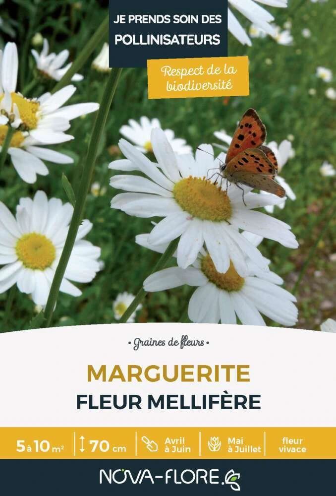 [25621] Marguerite utile aux papillons - 5 à 10 m²