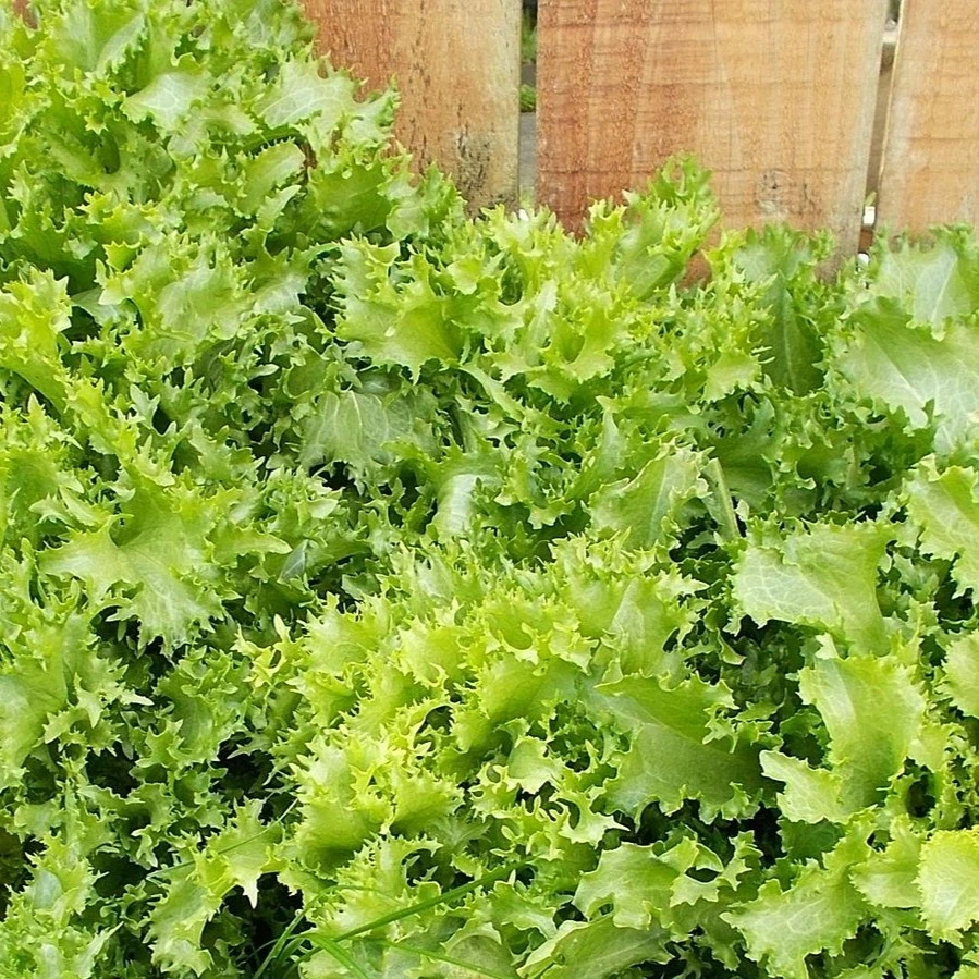 [S16000] Chicorée endive Endivette à couper - 5 g