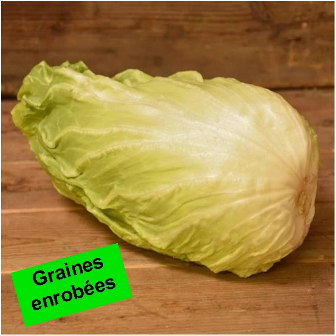 [S19249] Chicorée sauvage Pain de Sucre race Ankor - Gr. enrobées - 50 gr. Enrobées