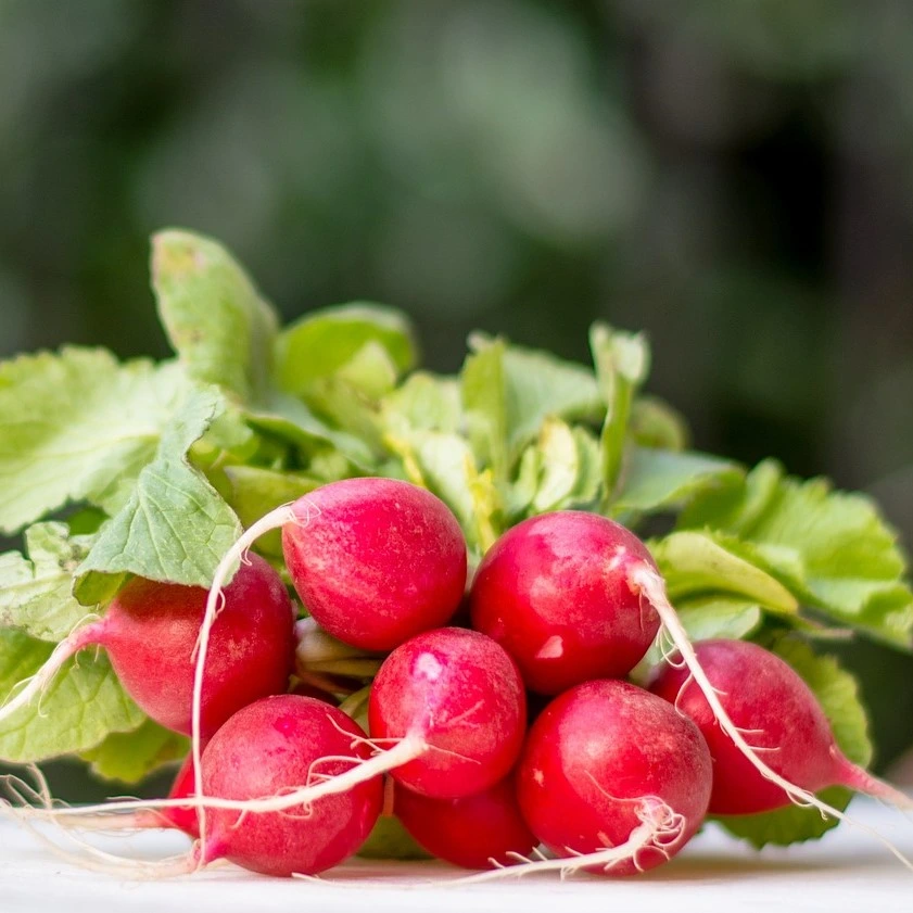 Radis rouge Cherry Belle - 10 g