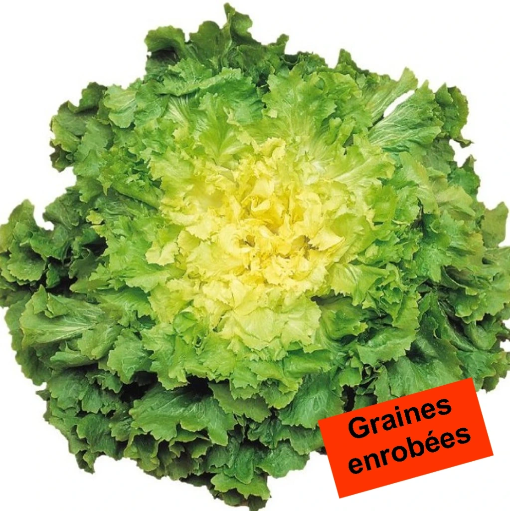 [S15209] Chicorée scarole Margot, géante maraîchère - 50 gr. Enrobées